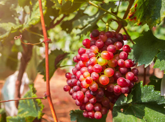 Vigne cardinal