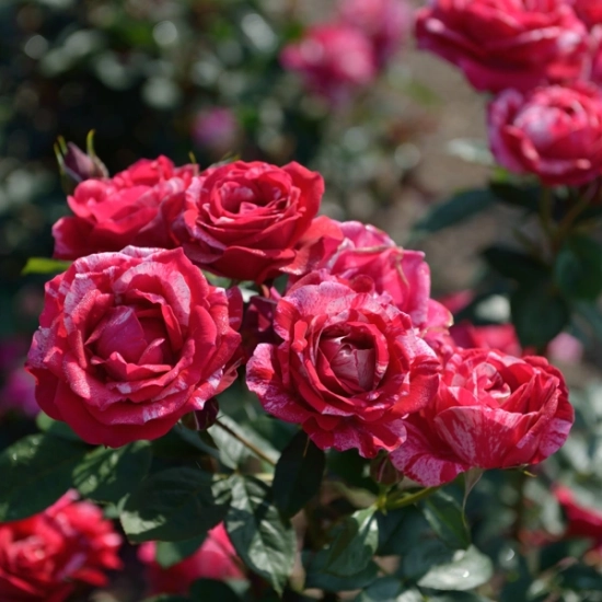 Rosier 'Henri matisse '