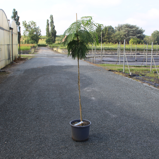 Arbre à soie 'Shidare'