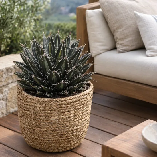 Intérieur et extérieur 'Black widow' (Agave filifera subsp. schidigera) — plante graphique en panier tressé sur terrasse · Photo d'illustration