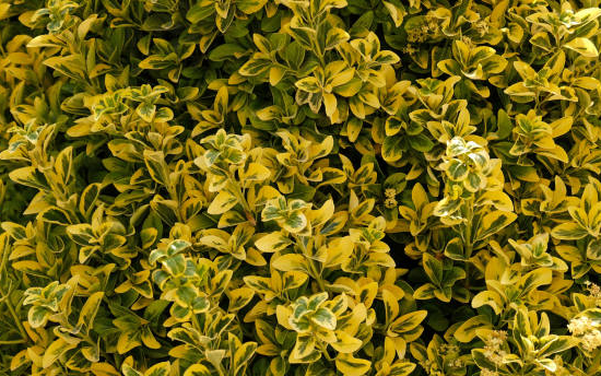 Fusain de fortune 'Emerald n gold'