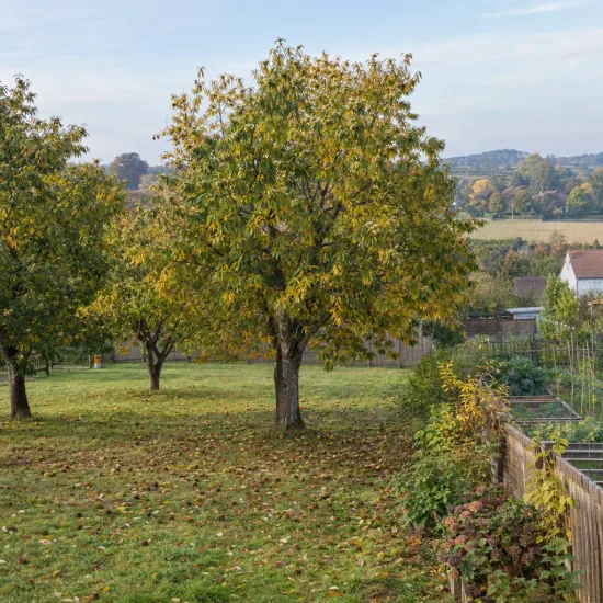 Châtaignier 'Camberoune' (Castanea sativa) — grand arbre isolé sur pelouse de jardin · Photo d'illustration