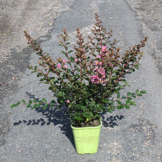 Lilas des indes 'Choco pink'