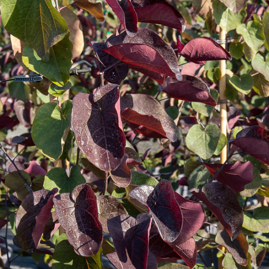 Gainier du canada 'Ace of spades'