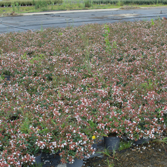 Abelia à grandes fleurs