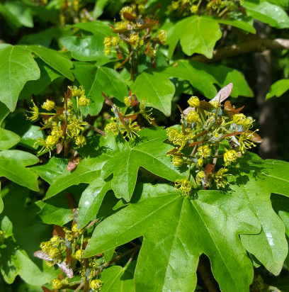 Érable champêtre 'Lienco'