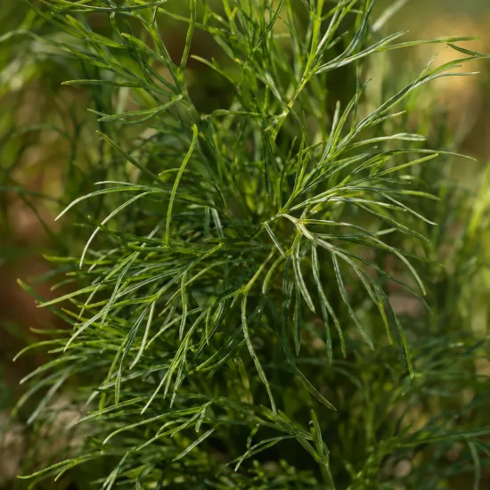 Coreopsis 'Moonbean' (Coreopsis verticillata) — gros plan sur feuillage fin et filiforme · Photo d'illustration