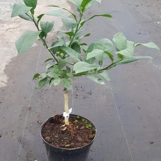 Pomelos 'Enzo'
