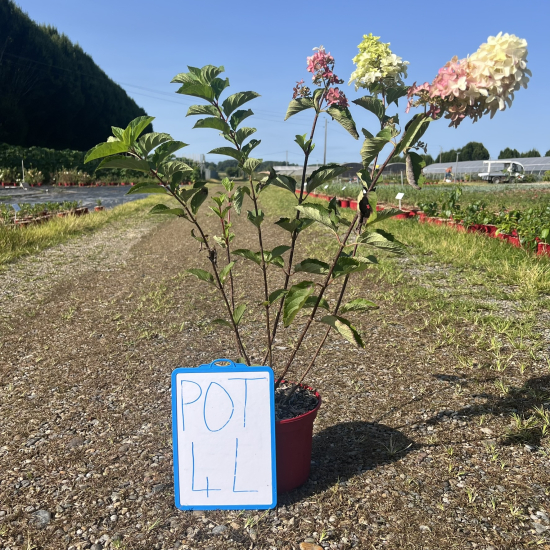 Hortensia paniculé 'Vanille fraise'