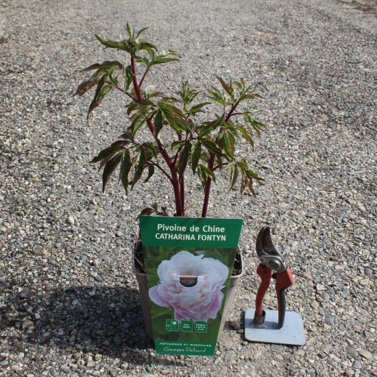 Pivoine 'Catharina fontyn rose tendre'