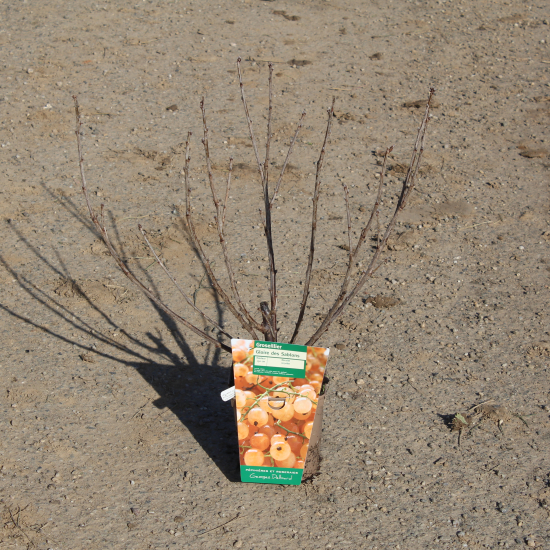 Groseillier à grappes 'Gloire des sablons rose'