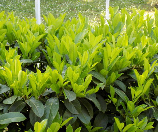 Laurier palme 'Caucasica darts'