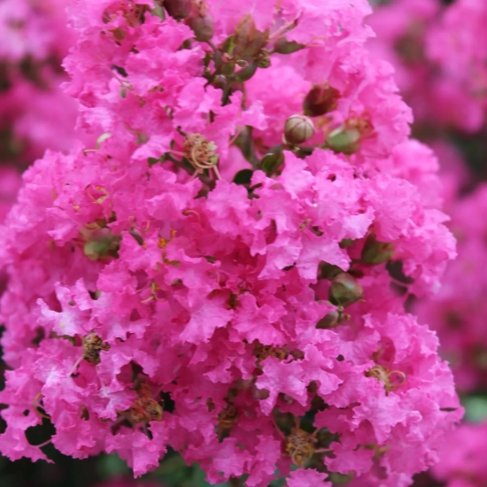 Lilas des indes 'Bergerac'