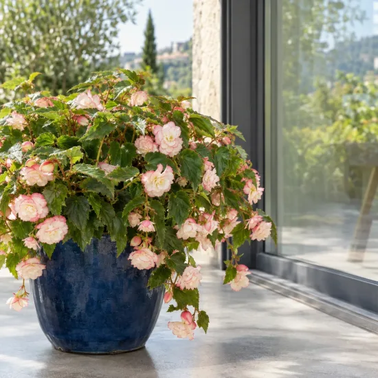 Bégonia parfumée 'Angélique' (Begonia odorata) — plante fleurie en pot bleu sur terrasse · Photo d'illustration