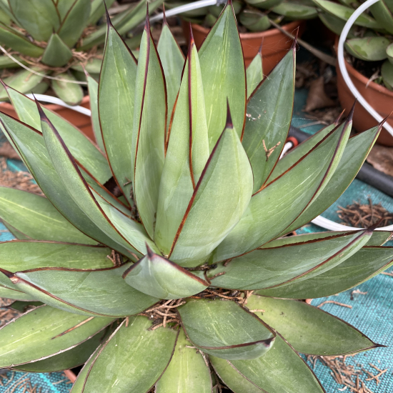 Agave  'Filifera x mitis v. albidior'