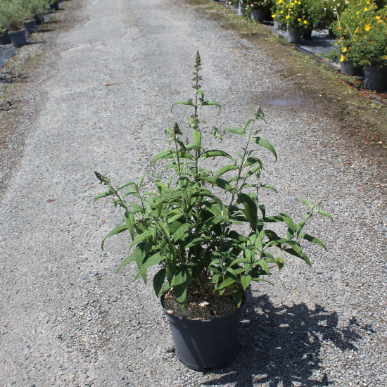 Arbre aux papillons 'delight rose'