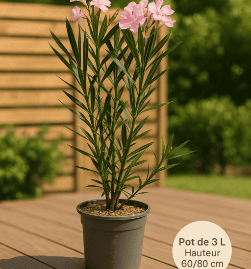 Laurier rose 'Tito Poggi'