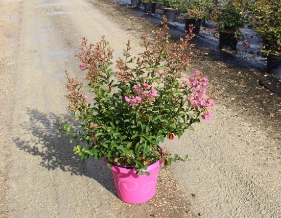 Lilas des indes 'Jeanne desmartis'