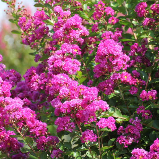 Lilas des indes 'Enduring fuchsia'