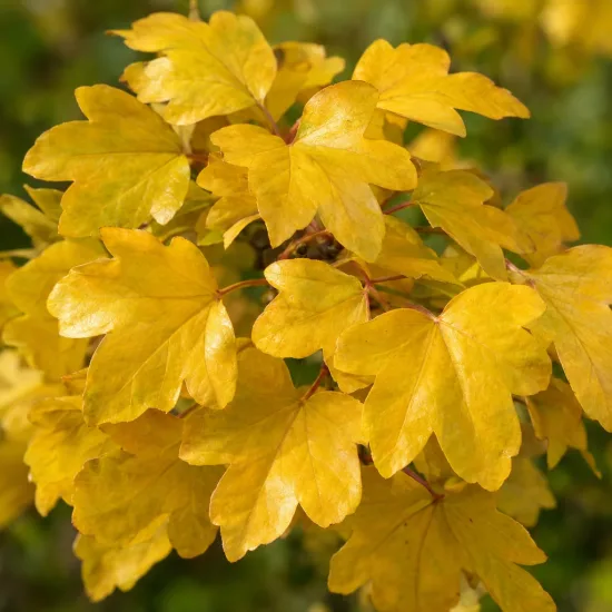 Érable champêtre (Acer campestre) — feuilles palmées jaunes en gros plan · Photo d'illustration