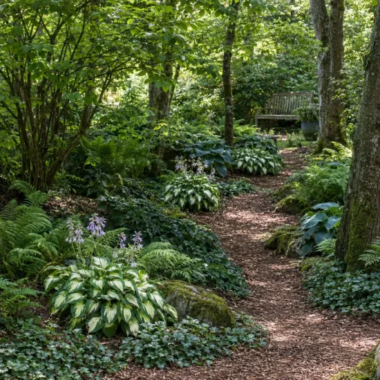 Lis plantain 'Fire and ice' (Hosta) — massifs de vivaces bordant un sentier forestier · Photo d'illustration