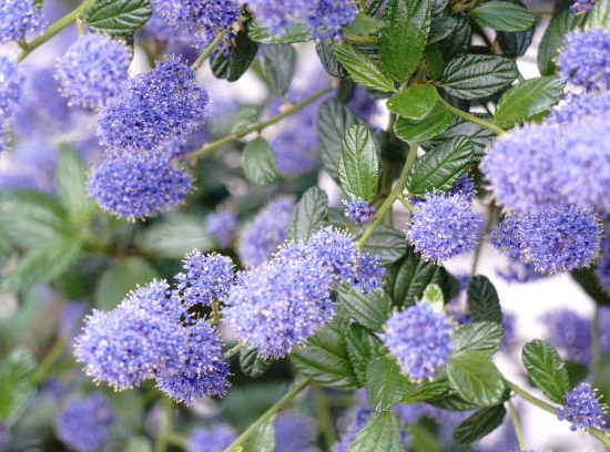 Céanothe 'Victoria'