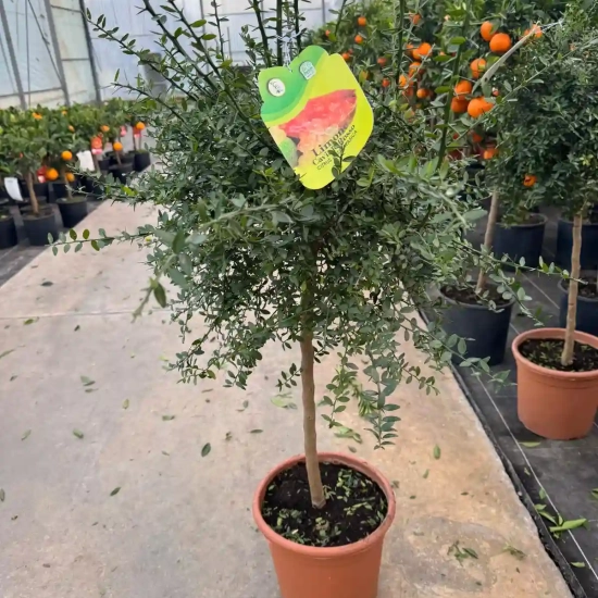 Citronnier caviar 'Rose'