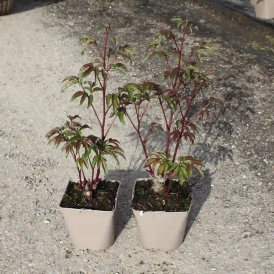 Pivoine 'Karl rosenfield rose framboise'