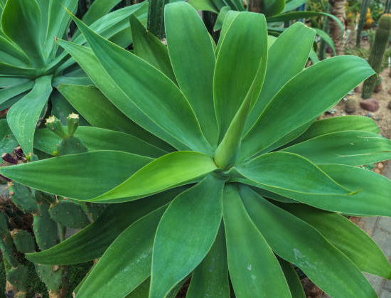 Agave à queue de renard