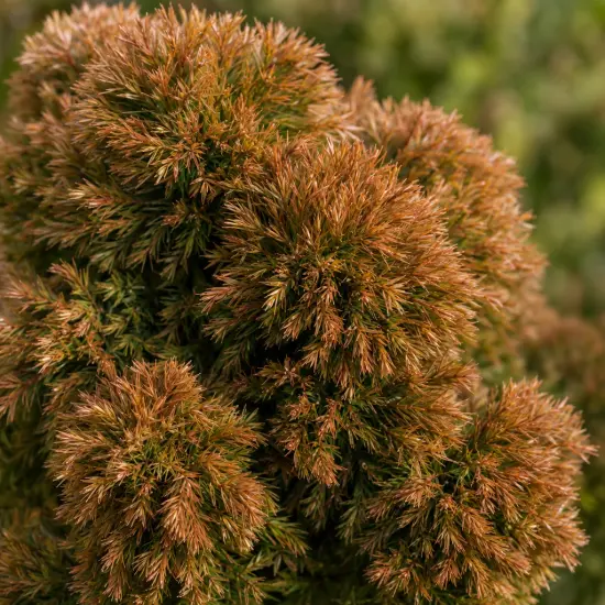 Cèdre du japon 'Bandai sugi' (Cryptomeria japonica) — gros plan sur feuillage dense bicolore