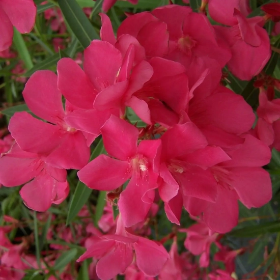Laurier rose 'Framboise'
