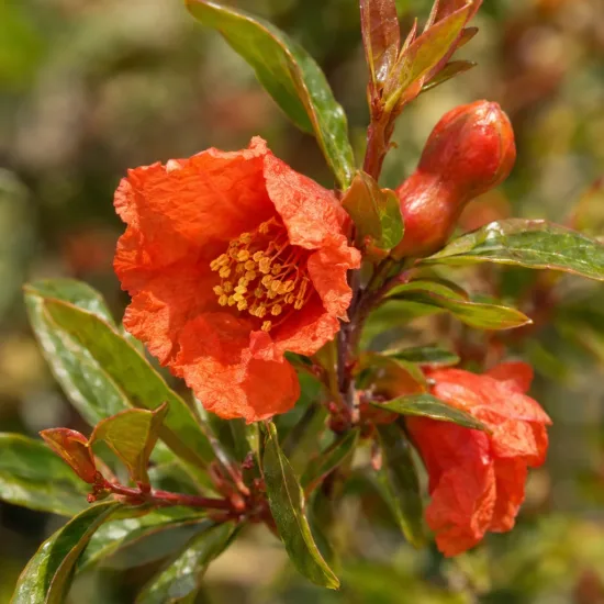 Grand grenadier à fruit 'Provence' (Punica granatum) — fleur orange ouverte avec boutons et feuillage · Photo d'illustration