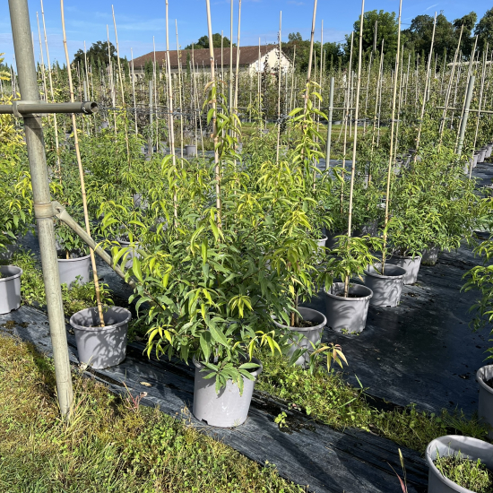 Chêne à feuilles de bambou