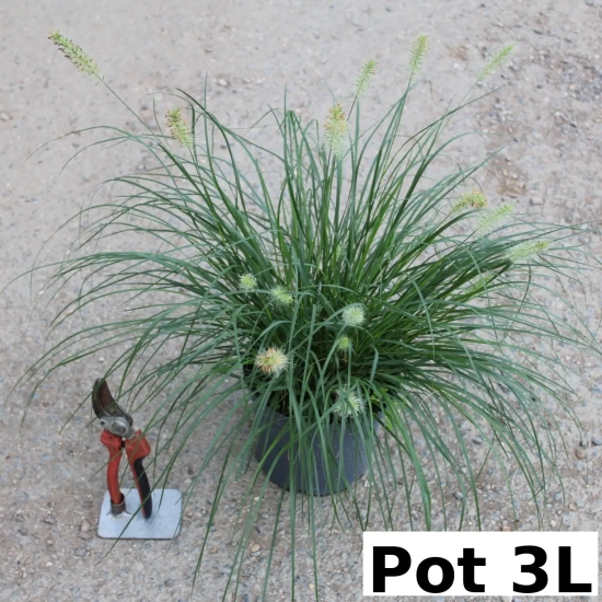 Herbe aux écouvillons