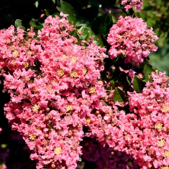 Lilas des indes 'Coral magic'