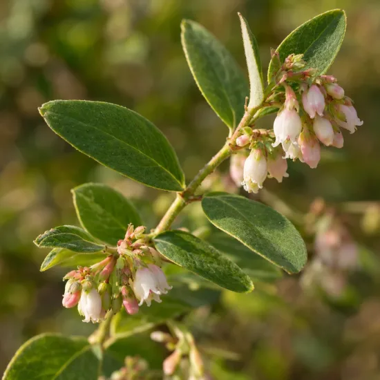 Symphorine de doorenbos à fruits blancs (Symphoricarpos × doorenbosii) — branche avec petites fleurs en clochettes rosées · Photo d'illustration