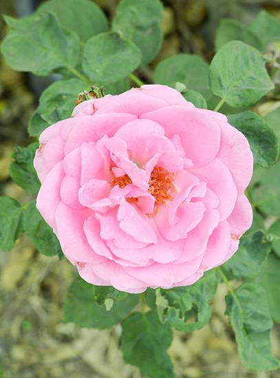 Rosier 'Centenaire de lourdes '