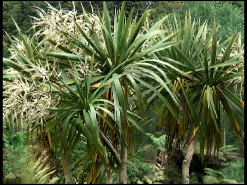Drageonnier austral, Cordyline australienne