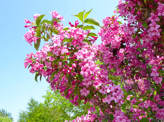 Weigelia 'Rosea'