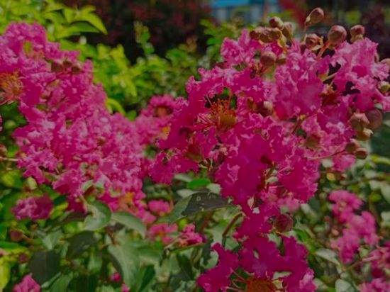Lilas des indes 'Shell pink'
