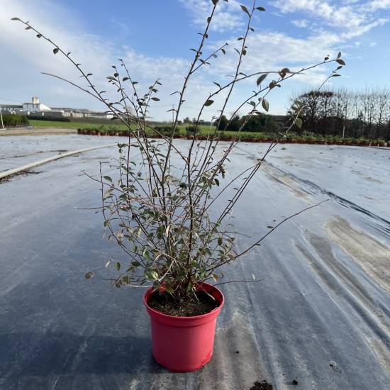 Cotonéaster de Franchet ou Cotonéastre de Franchet