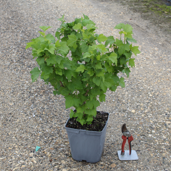 Cassissier 'Noir de bourgogne'