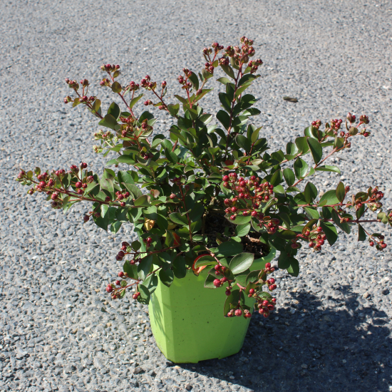 Lilas des indes 'Cherie'