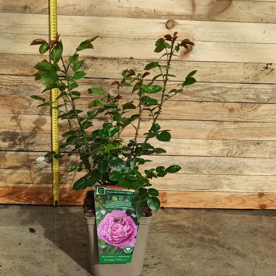 Rosier 'Alexandra david neel'