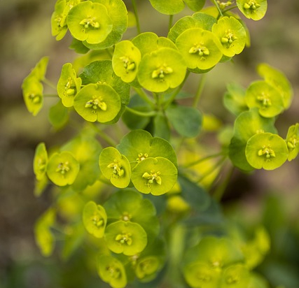 Euphorbia characias 'wulfenii'