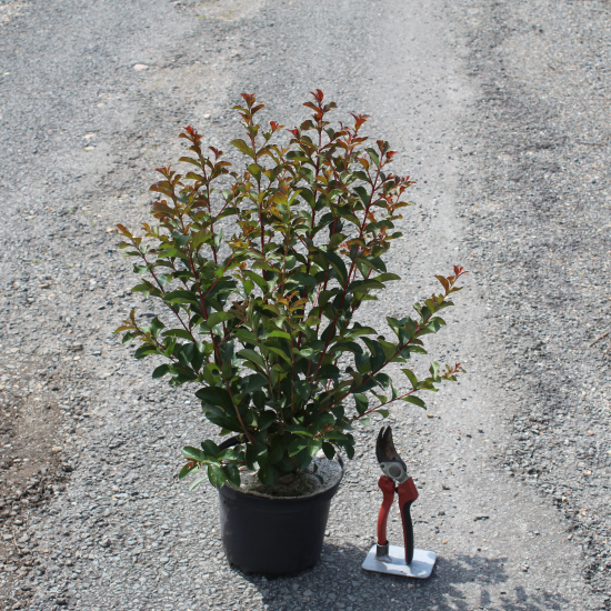 Lilas des indes 'Terrasse blanc'