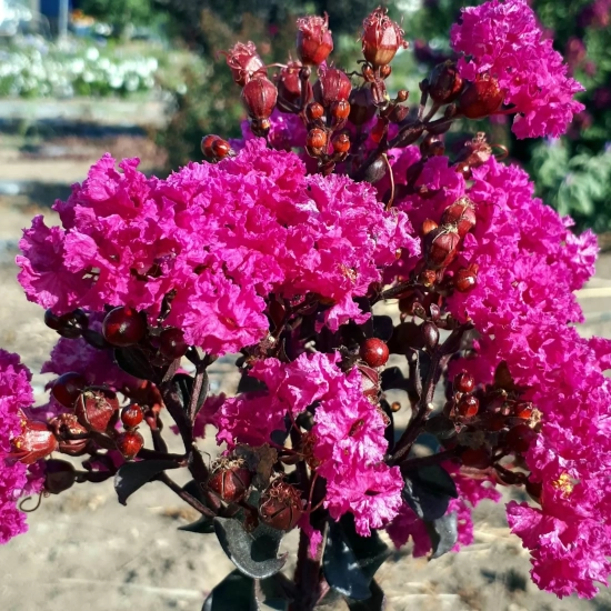 Lilas des indes 'Raspberry sorbet'