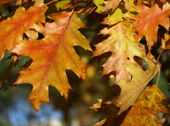 Chêne rouge d'amérique 'Boltes gold'