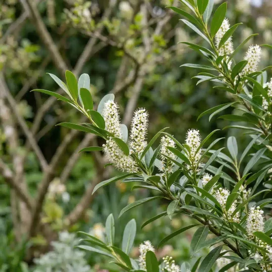 Laurier palme 'Otto supreme' (Prunus laurocerasus) — rameau fleuri avec épis de petites fleurs