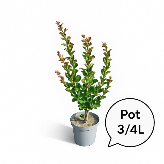 Lilas des indes 'Petit canaille blanc'